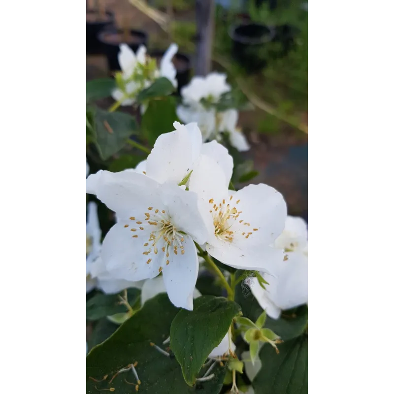 Philadelphus coronarius / Seringat des jardins Ã  fleurs simples