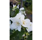 Philadelphus coronarius / Seringat des jardins Ã  fleurs simples