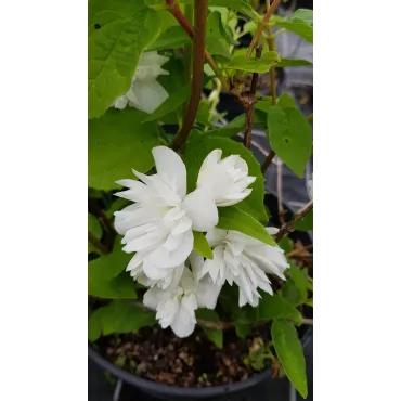 Philadelphus x virginalis 'Minnesota Snowflake' / Seringat des jardins Ã  fleurs doubles