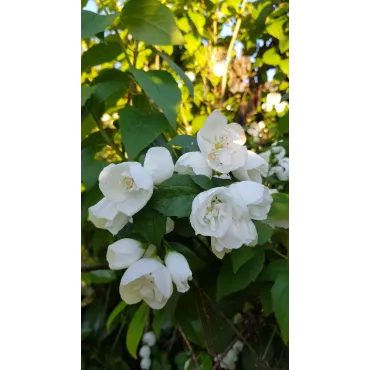 Philadelphus x virginalis 'Virginal' / Seringat des jardins Ã  fleurs semi-doubles