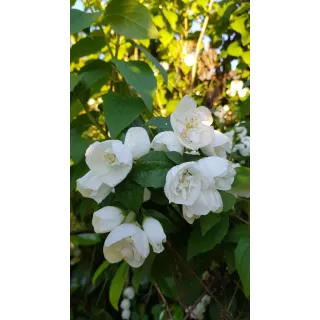 Philadelphus x virginalis 'Virginal' / Seringat des jardins Ã  fleurs semi-doubles