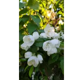 Philadelphus x virginalis 'Virginal' / Seringat des jardins Ã  fleurs semi-doubles