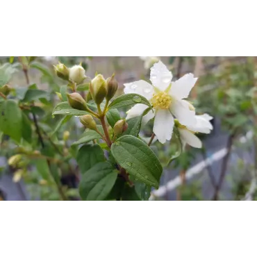 Philadelphus x 'Bouquet Blanc' / Seringat des jardins Ã  fleurs simples