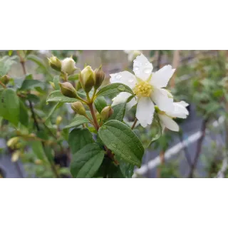 Philadelphus x 'Bouquet Blanc' / Seringat des jardins Ã  fleurs simples