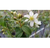 Philadelphus x 'Bouquet Blanc' / Seringat des jardins Ã  fleurs simples