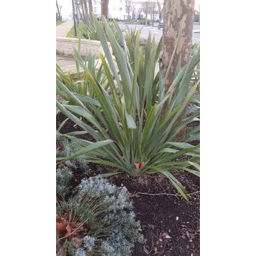 Phormium tenax / Lin de Nouvelle-ZÃ©lande