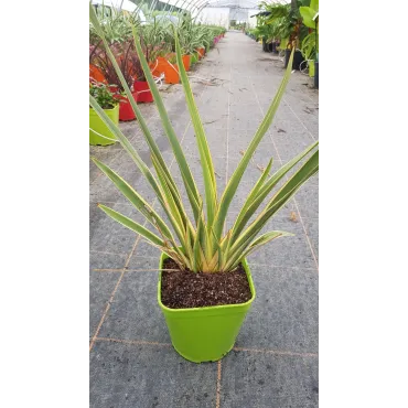 Phormium tenax 'Duet' / Lin de Nouvelle-ZÃ©lande nain colorÃ©