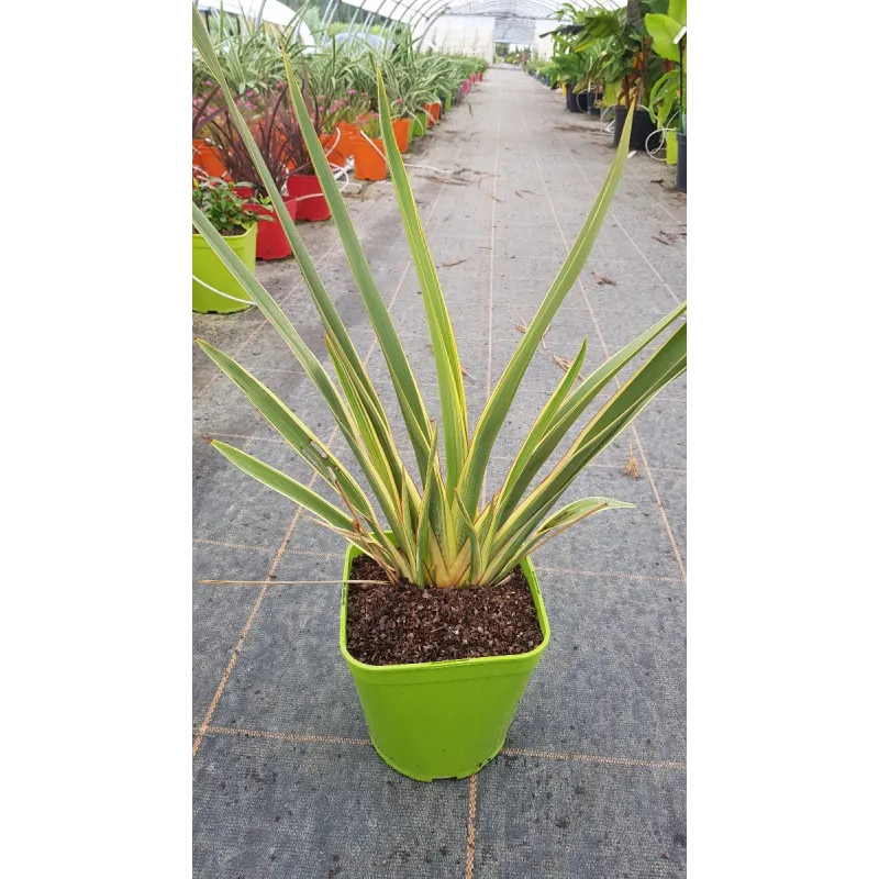 Phormium tenax 'Duet' / Lin de Nouvelle-ZÃ©lande nain colorÃ©