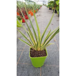 Phormium tenax 'Duet' / Lin de Nouvelle-ZÃ©lande nain colorÃ©