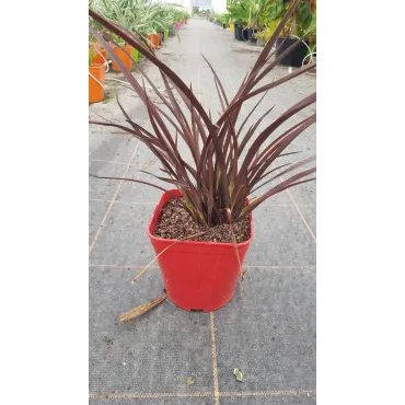 Phormium tenax 'Amazing Red' / Lin de Nouvelle-ZÃ©lande nain pourpre