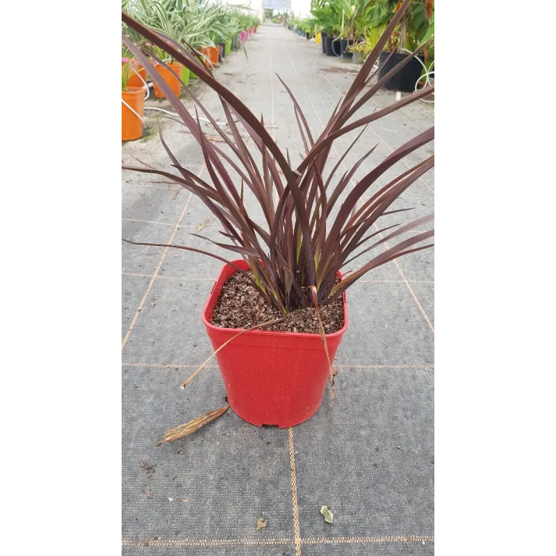 Phormium tenax 'Amazing Red' / Lin de Nouvelle-ZÃ©lande nain pourpre