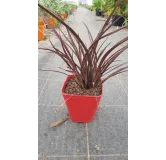 Phormium tenax 'Amazing Red' / Lin de Nouvelle-ZÃ©lande nain pourpre