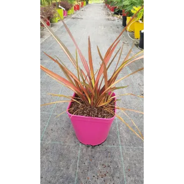 Phormium tenax 'Rainbow Sunrise' / Lin de Nouvelle-ZÃ©lande nain colorÃ©