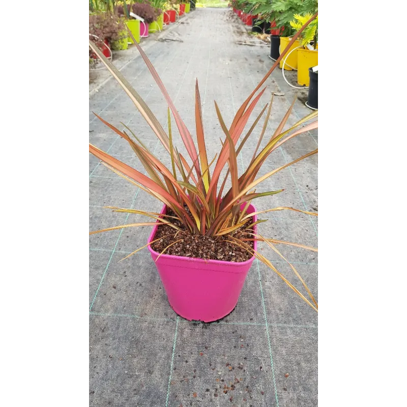 Phormium tenax 'Rainbow Sunrise' / Lin de Nouvelle-ZÃ©lande nain colorÃ©