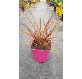 Phormium tenax 'Rainbow Sunrise' / Lin de Nouvelle-ZÃ©lande nain colorÃ©