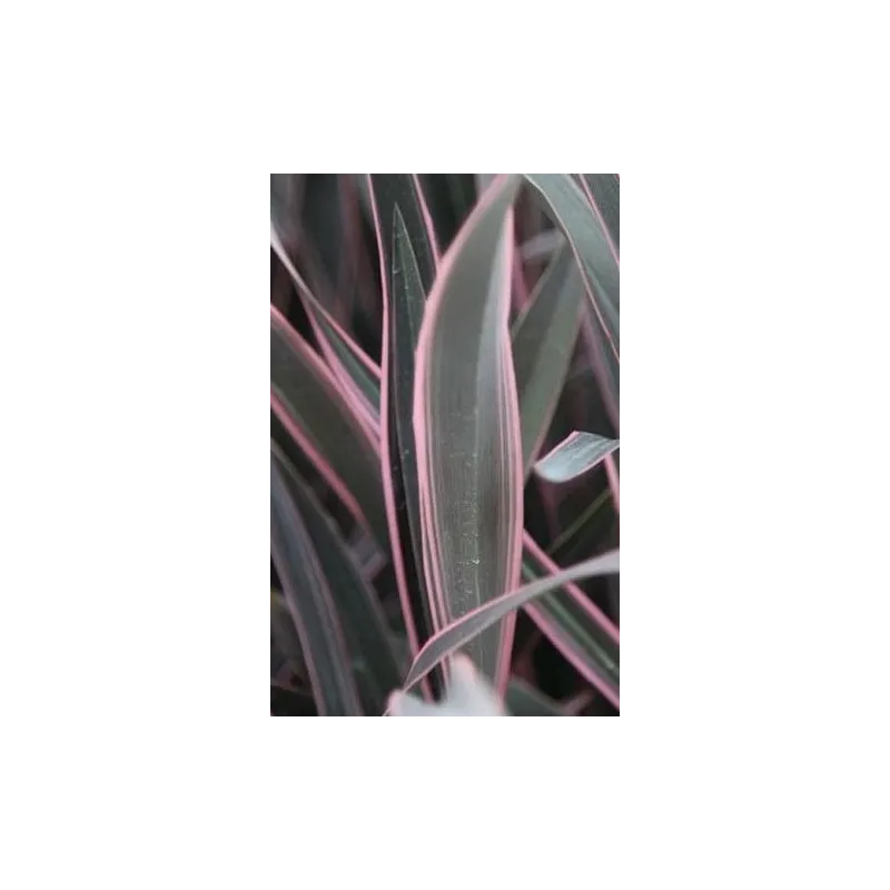 Phormium tenax 'Pink Stripe' / Lin de Nouvelle-ZÃ©lande nain colorÃ©