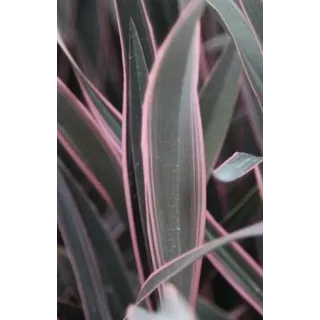 Phormium tenax 'Pink Stripe' / Lin de Nouvelle-ZÃ©lande nain colorÃ©