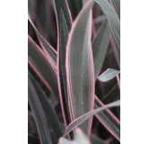 Phormium tenax 'Pink Stripe' / Lin de Nouvelle-ZÃ©lande nain colorÃ©