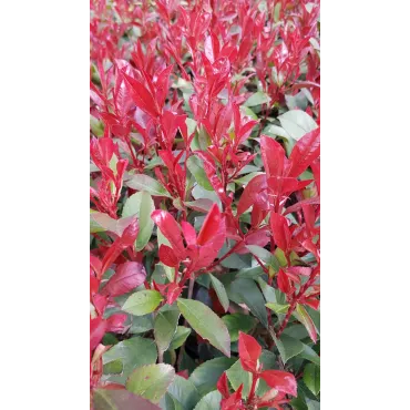 Photinia x fraseri 'CarrÃ© Rouge' / Photinia de Fraser compact 'CarrÃ© Rouge'