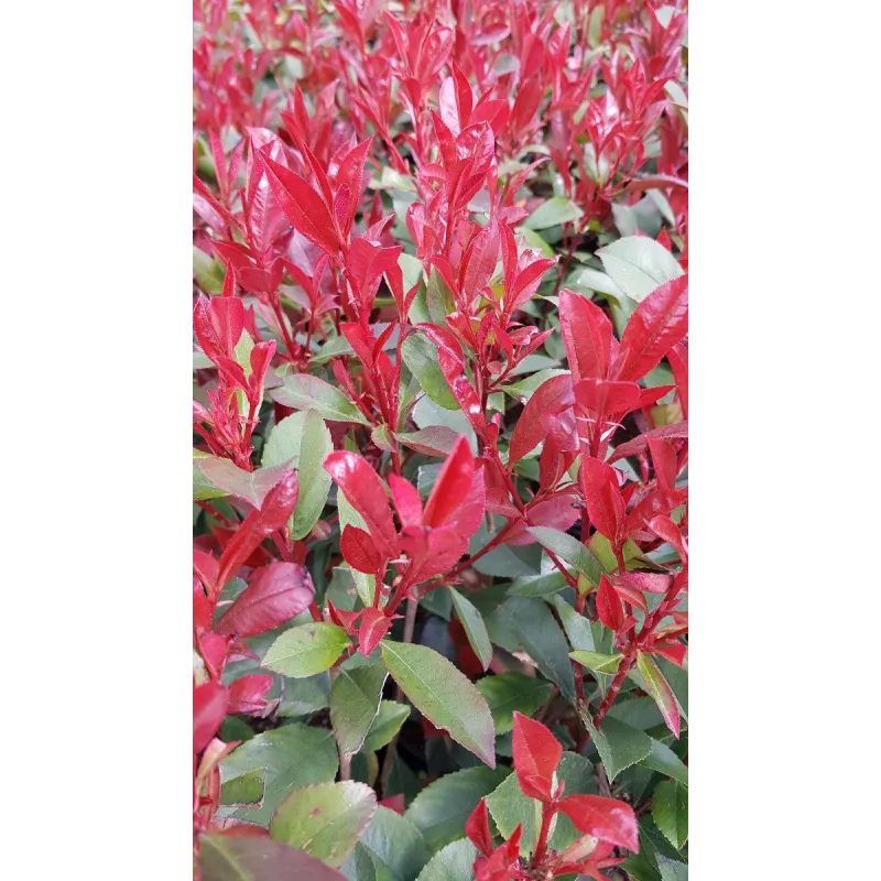 Photinia x fraseri 'CarrÃ© Rouge' / Photinia de Fraser compact 'CarrÃ© Rouge'