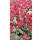 Photinia x fraseri 'CarrÃ© Rouge' / Photinia de Fraser compact 'CarrÃ© Rouge'