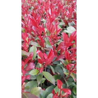 Photinia x fraseri 'CarrÃ© Rouge' / Photinia de Fraser compact 'CarrÃ© Rouge'