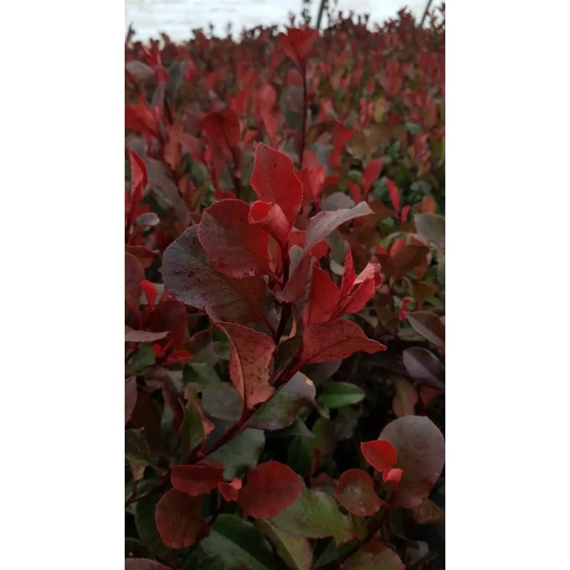 Photinia x fraseri 'Little Red Robin' / Photinia de Fraser nain 'Little Red Robin'