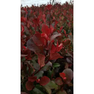 Photinia x fraseri 'Little Red Robin' / Photinia de Fraser nain 'Little Red Robin'