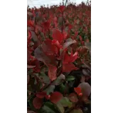 Photinia x fraseri 'Little Red Robin' / Photinia de Fraser nain 'Little Red Robin'