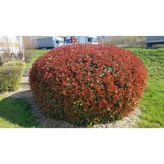 Photinia x fraseri 'Red Robin' / Photinia de Fraser 'Red Robin'