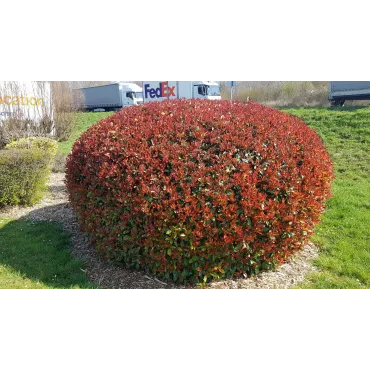 Photinia x fraseri 'Red Robin' / Photinia de Fraser 'Red Robin'