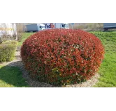 Photinia x fraseri 'Red Robin' / Photinia de Fraser 'Red Robin'