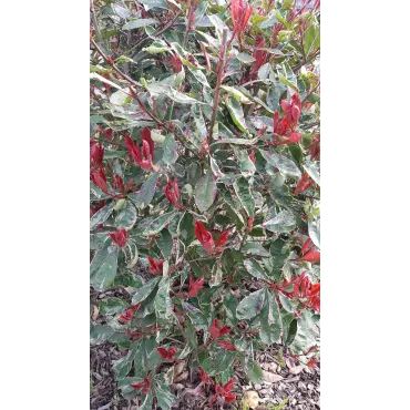 Photinia x fraseri LOUISEÂ® 'McLarlou'/ Photinia de Fraser panachÃ© LOUISEÂ® 'McLarlou'