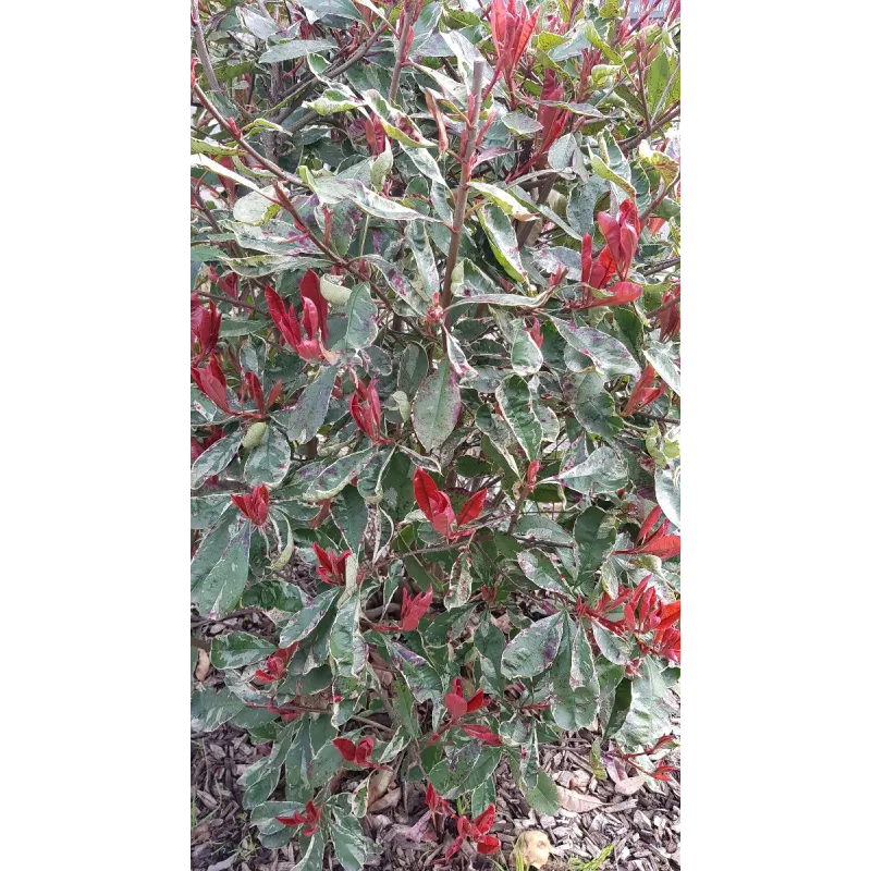 Photinia x fraseri LOUISEÂ® 'McLarlou'/ Photinia de Fraser panachÃ© LOUISEÂ® 'McLarlou'