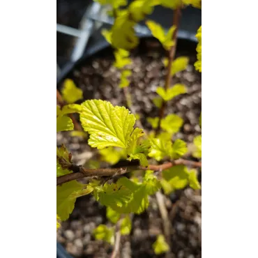 Physocarpus opulifolius 'Dart's Gold' / Physocarpus Ã  feuilles d'obier 'Dart's Gold'