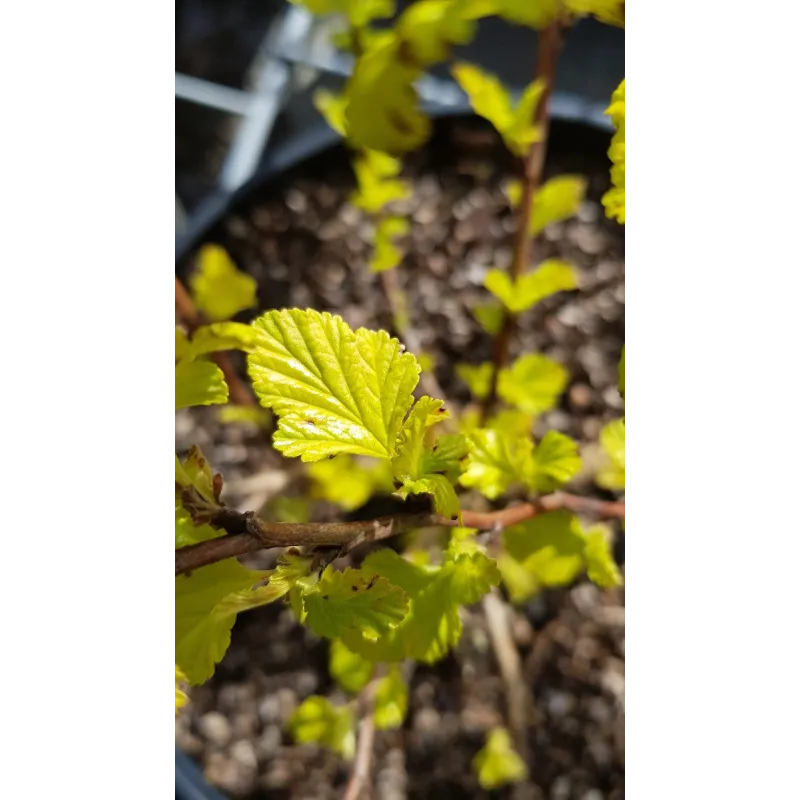 Physocarpus opulifolius 'Dart's Gold' / Physocarpus Ã  feuilles d'obier 'Dart's Gold'