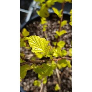 Physocarpus opulifolius 'Dart's Gold' / Physocarpus Ã  feuilles d'obier 'Dart's Gold'