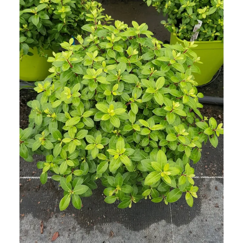 Pittosporum tenuifolium 'Golf Ball' / Pittosporum boule Ã  petites feuilles 'Golf ball'