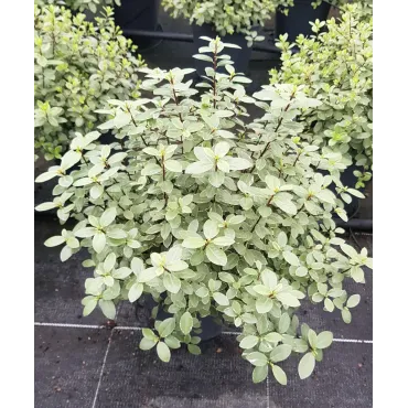 Pittosporum tenuifolium 'Silver Ball' / Pittosporum boule Ã  petites feuilles 'Silver Ball'