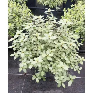 Pittosporum tenuifolium 'Silver Ball' / Pittosporum boule Ã  petites feuilles 'Silver Ball'