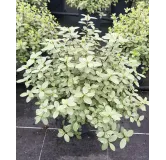 Pittosporum tenuifolium 'Silver Ball' / Pittosporum boule Ã  petites feuilles 'Silver Ball'