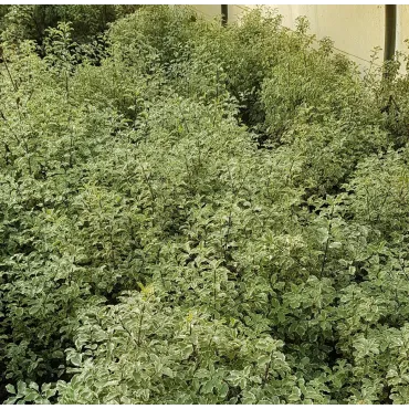 Pittosporum tenuifolium 'Variegatum' / Pittosporum Ã  petites feuilles 'Variegatum'