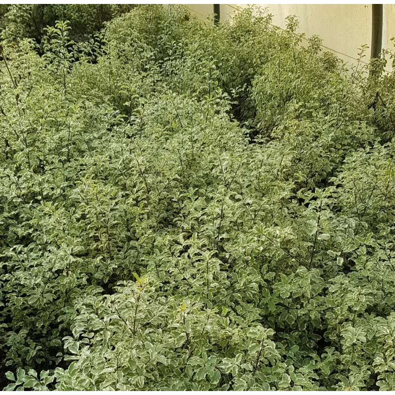 Pittosporum tenuifolium 'Variegatum' / Pittosporum Ã  petites feuilles 'Variegatum'