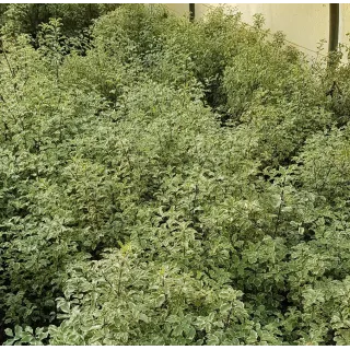 Pittosporum tenuifolium 'Variegatum' / Pittosporum Ã  petites feuilles 'Variegatum'