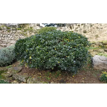 Pittosporum tobira / Pittospore du Japon