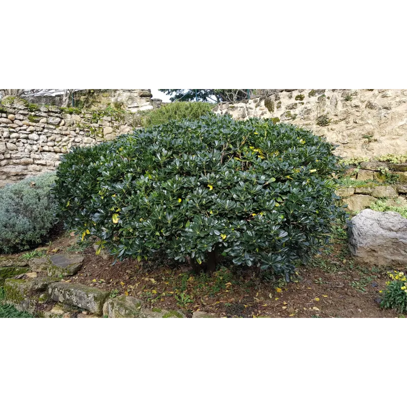 Pittosporum tobira / Pittospore du Japon