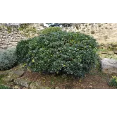 Pittosporum tobira / Pittospore du Japon