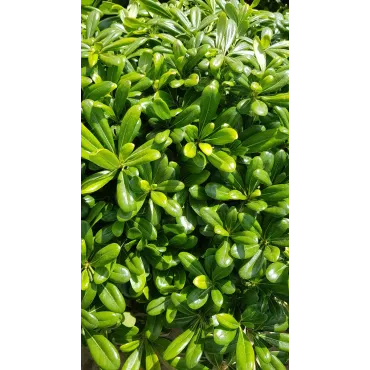 Pittosporum tobira 'Nana' / Pittospore du Japon nain