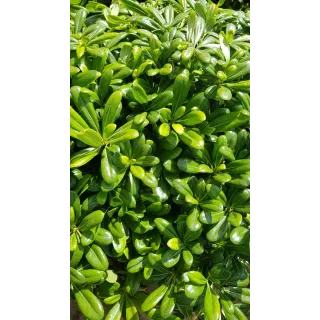 Pittosporum tobira 'Nana' / Pittospore du Japon nain