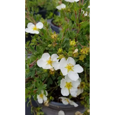 Potentilla fruticosa 'Abbotswood' / Potentille arbustive blanche